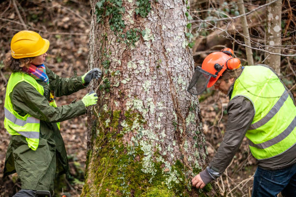 How Our Tree Care Process Works  in  Penbrook, PA
