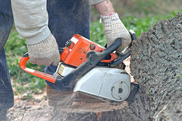 Reliable Penbrook, PA Tree Care Solutions
